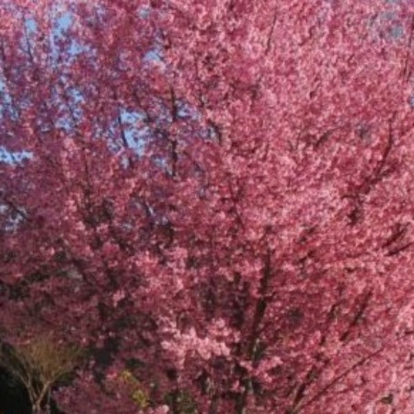 Okame Cherry Trees - Advanced Nursery Growers