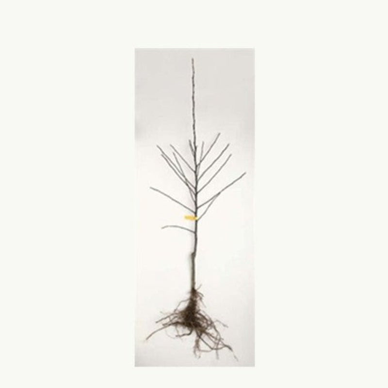 The ‘BARE’ Facts on Bare Root Plants and Trees