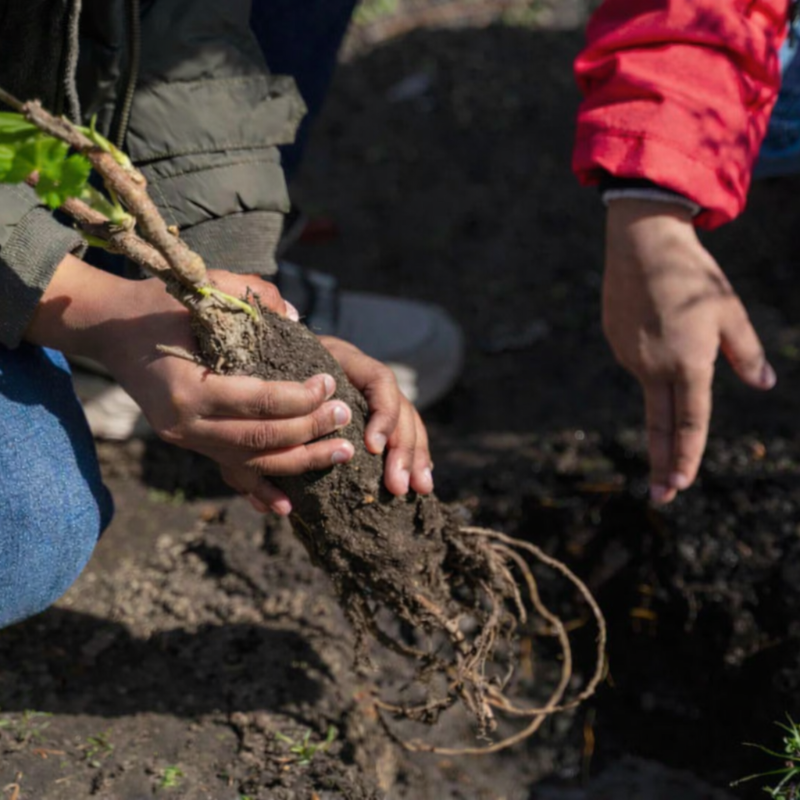 How to Plant Bare Root Fruit Trees: A Step-by-Step Guide