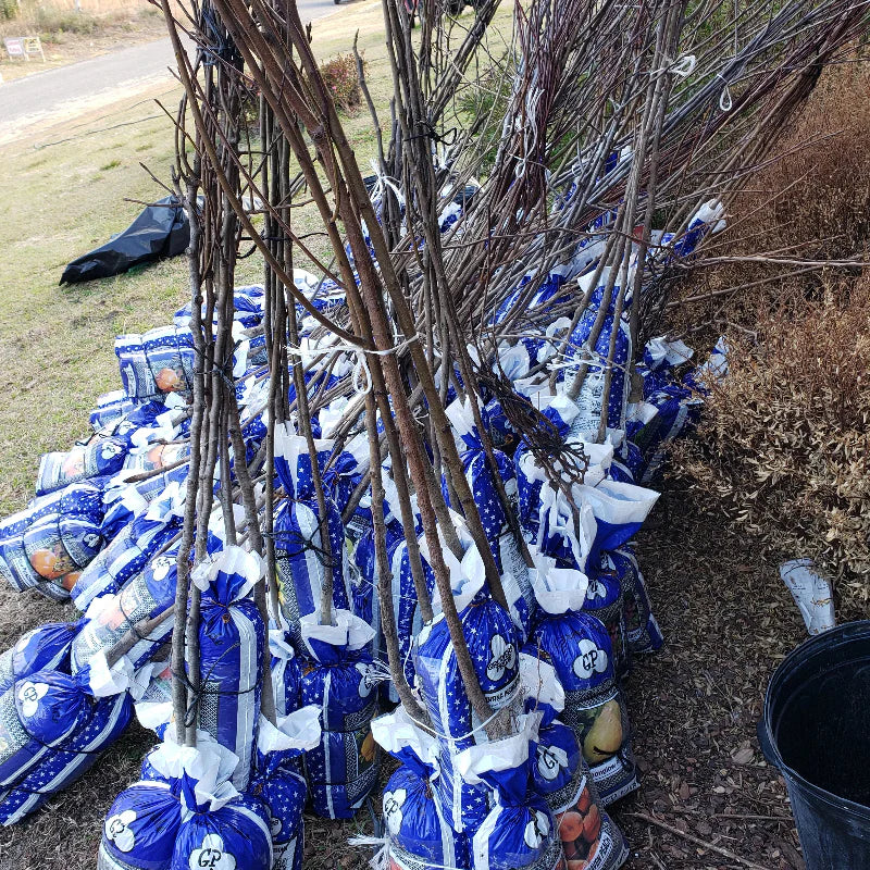 What is a bare root tree?