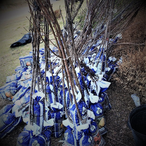 The ‘BARE’ Facts on Bare Root Plants and Trees