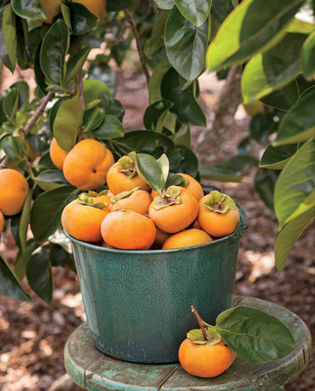 What To Do in Your Garden in February? Plant trees!