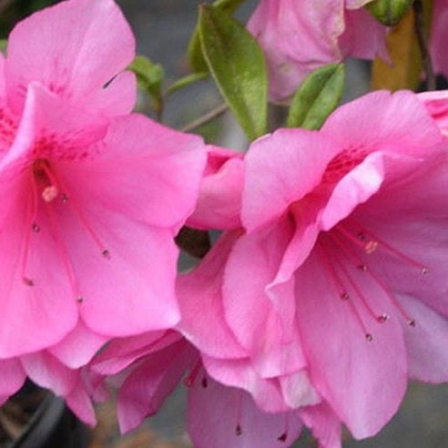 AZALEA