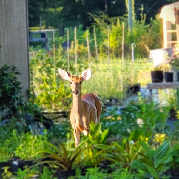 HUNTERS FOOD PLOT SUGGESTIONS