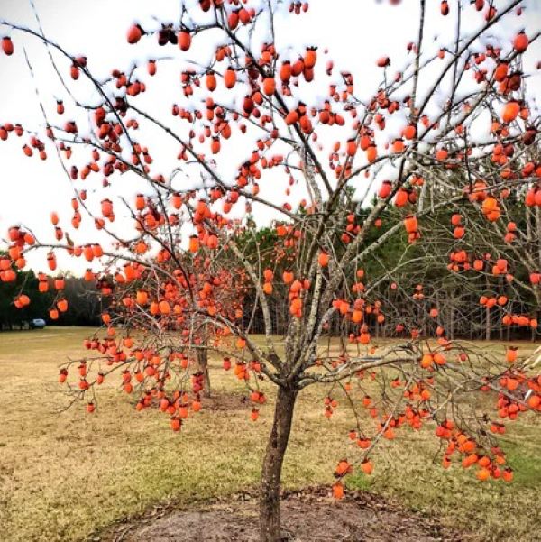 FRUIT TREES PERSIMMON ASTRINGENT VARIETIES