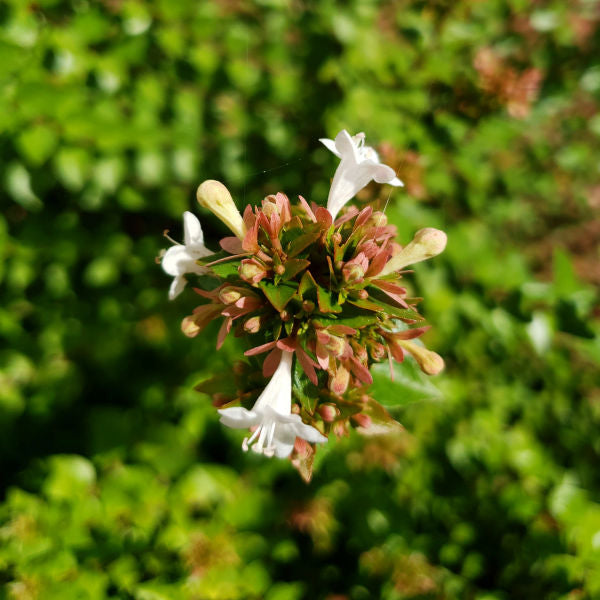 ABELIA