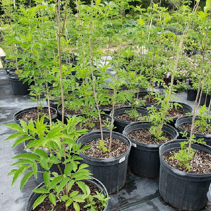 BERRY PLANTS ELDERBERRY