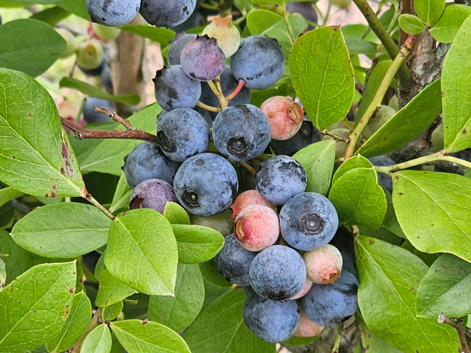 Rabbiteye Blueberries