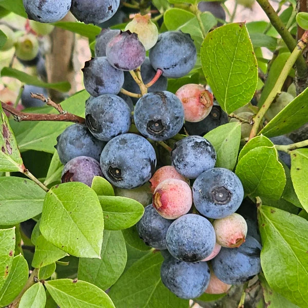 Blueberry Plants – Rabbiteye Varieties