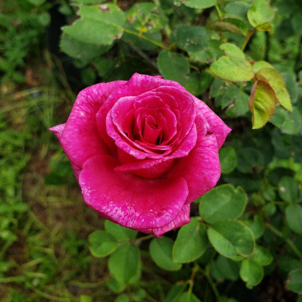 Advanced Nursery Growers: Elevating Expertise in the Horticultural