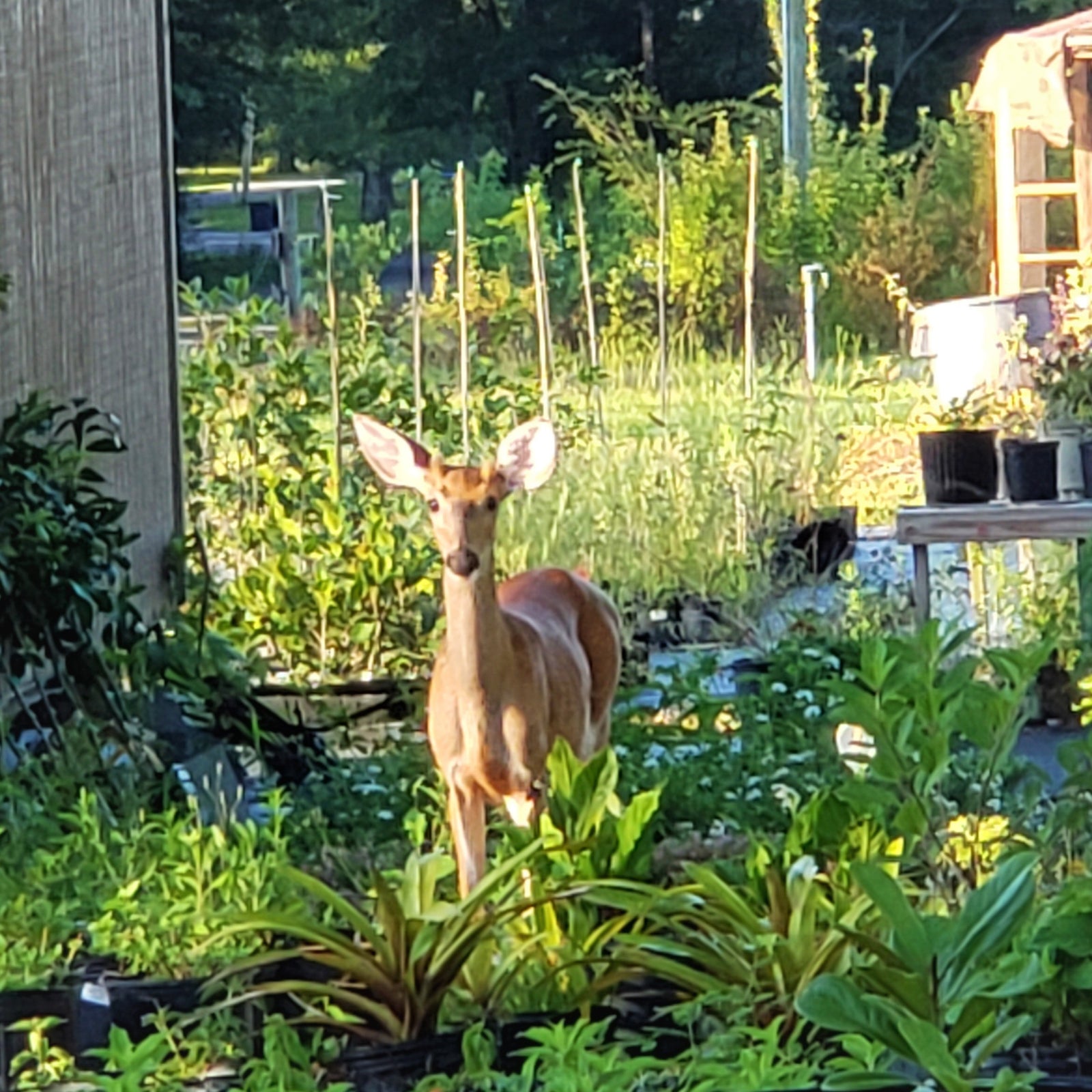 Deer-Resistant Plants for North Florida