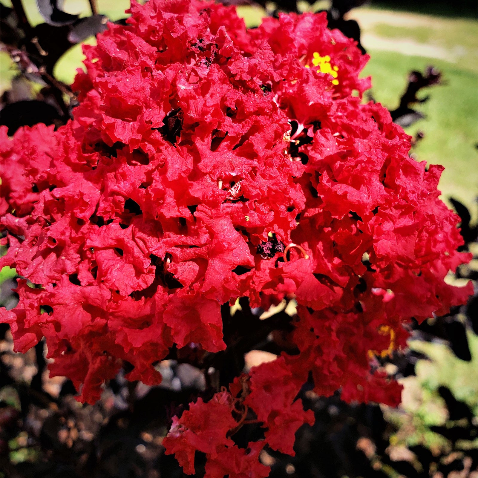 CRAPE MYRTLES EBONY SERIES