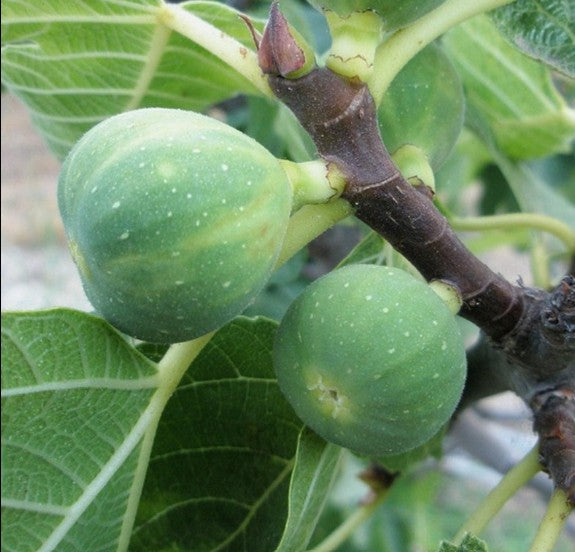 FRUIT TREES FIGS