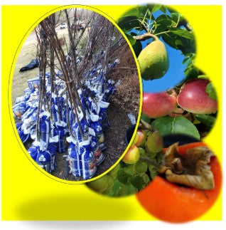 DISCOUNTED FRUIT TREES