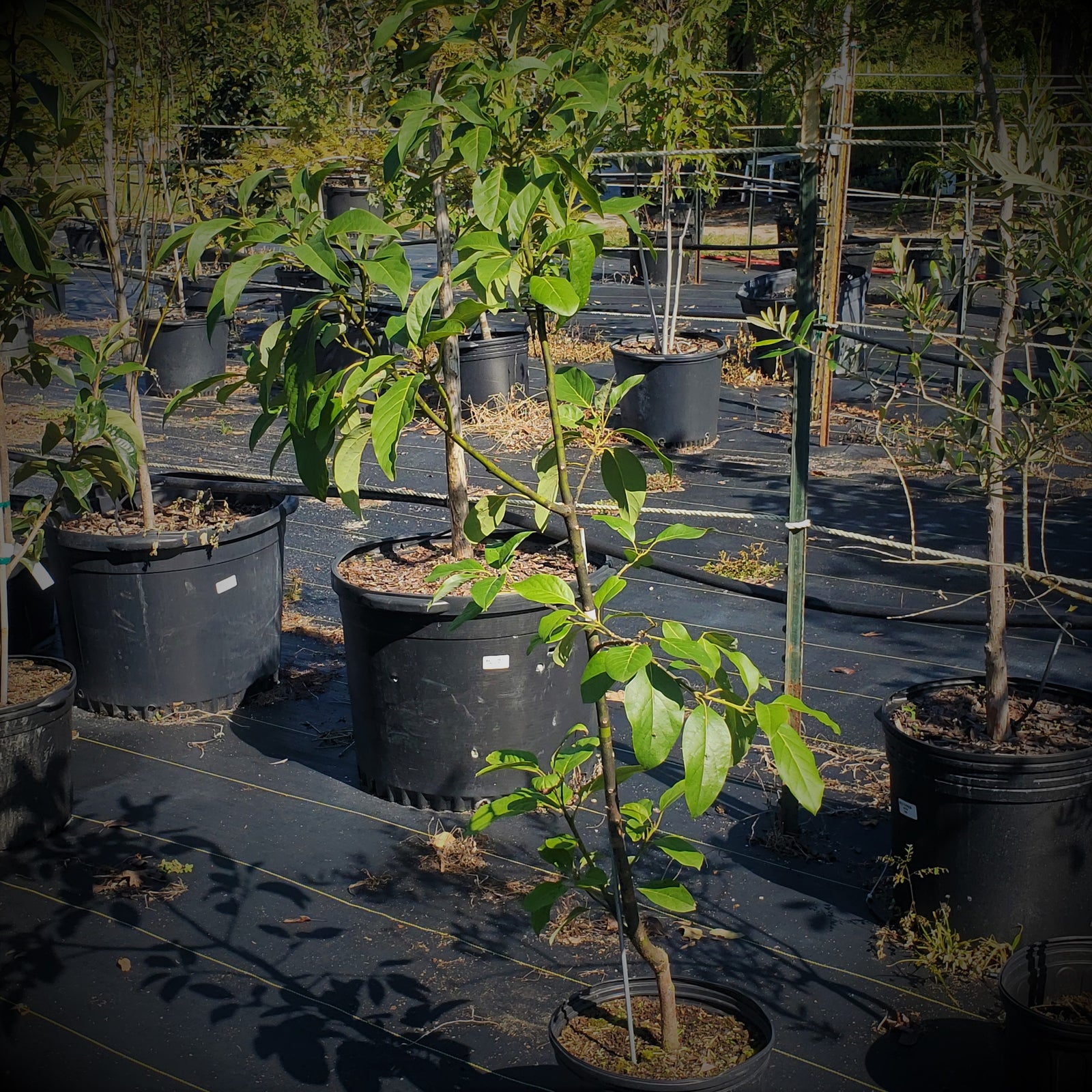 FRUIT TREES AVACADO