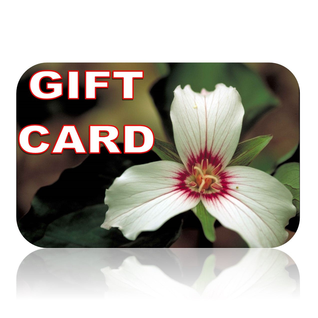 A PERFECT GIFT FOR YOUR PLANT LOVING FAMILY & FRIENDS!