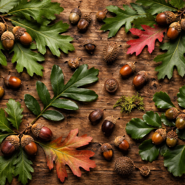 Native Trees for North Florida