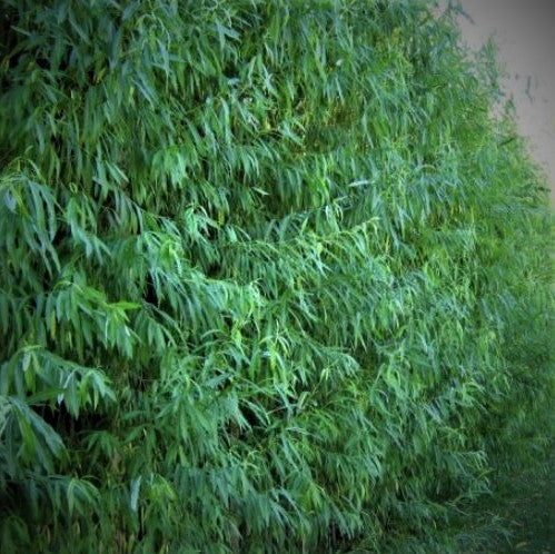 LIVING PRIVACY FENCES