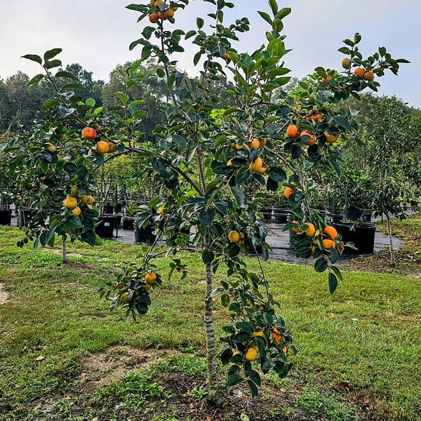 Dwarf & Compact Fruit Trees