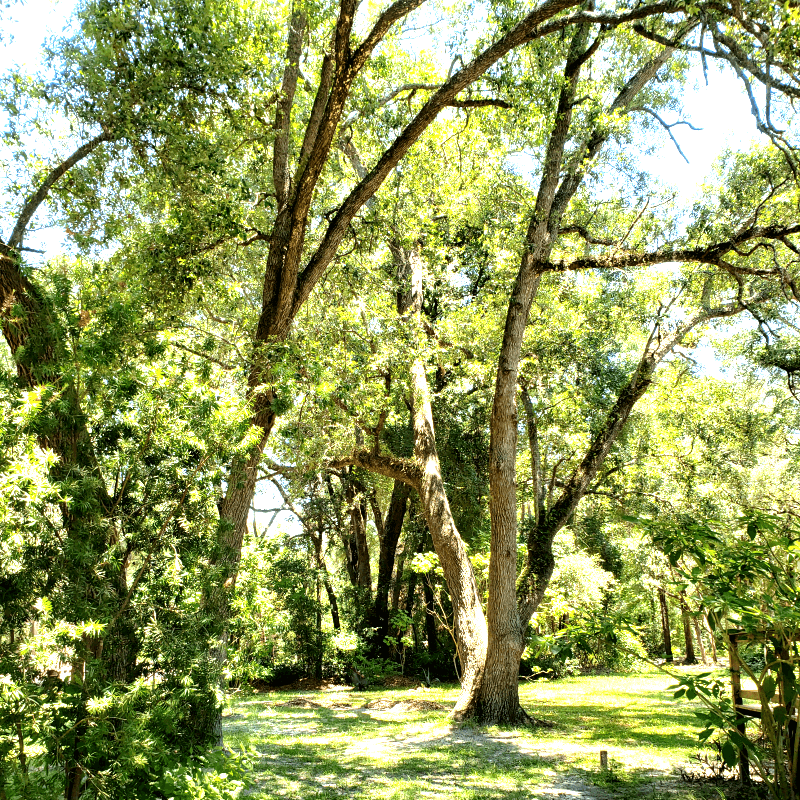 CANOPY TREES