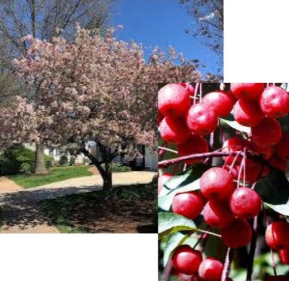 FRUIT TREES CRABAPPLE