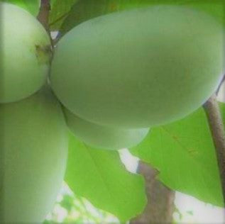 FRUIT TREES PAW PAW