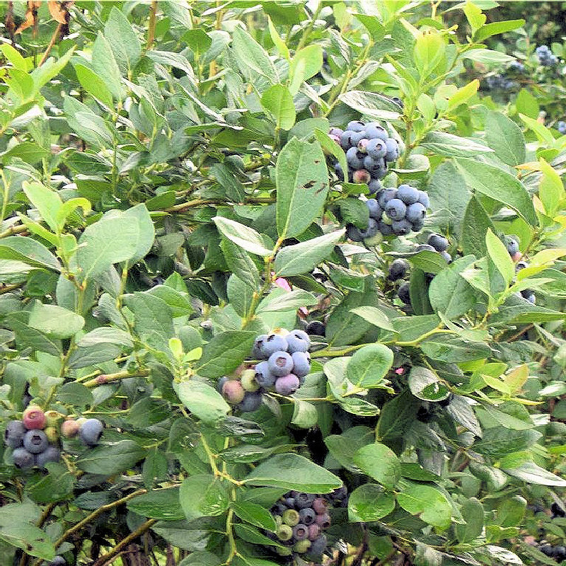 BERRY PLANTS BLUEBERRY