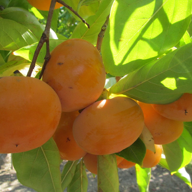 FRUIT TREES PERSIMMON