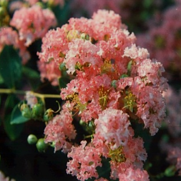 CRAPE MYRTLE