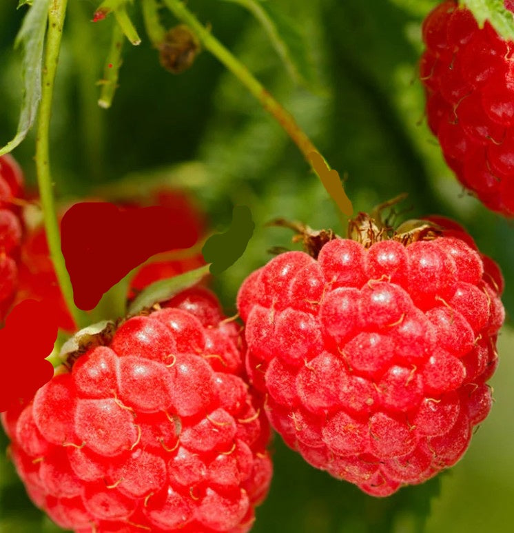 BERRY PLANTS RASPBERRY