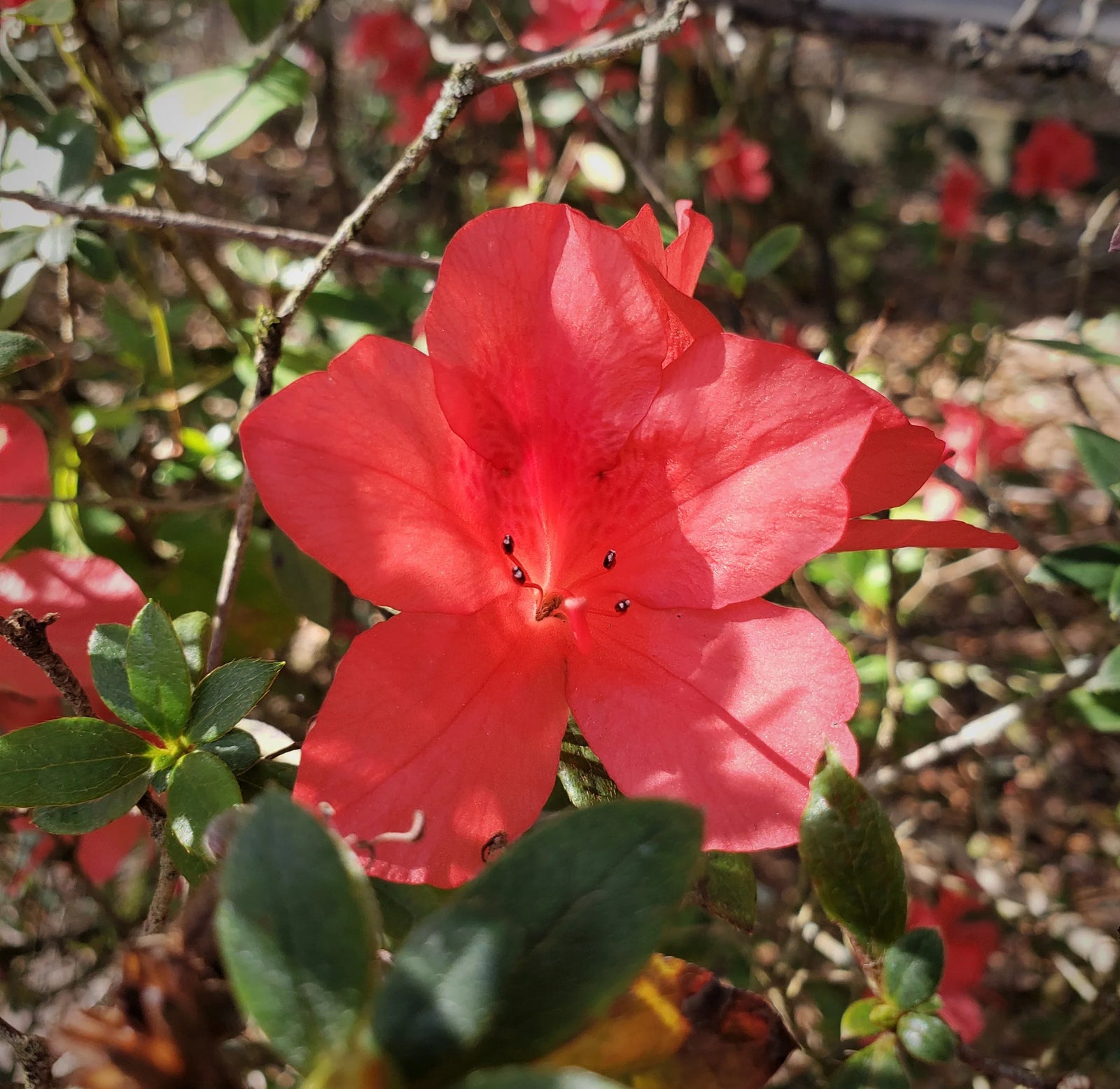 Dwarf Azaleas for North Florida