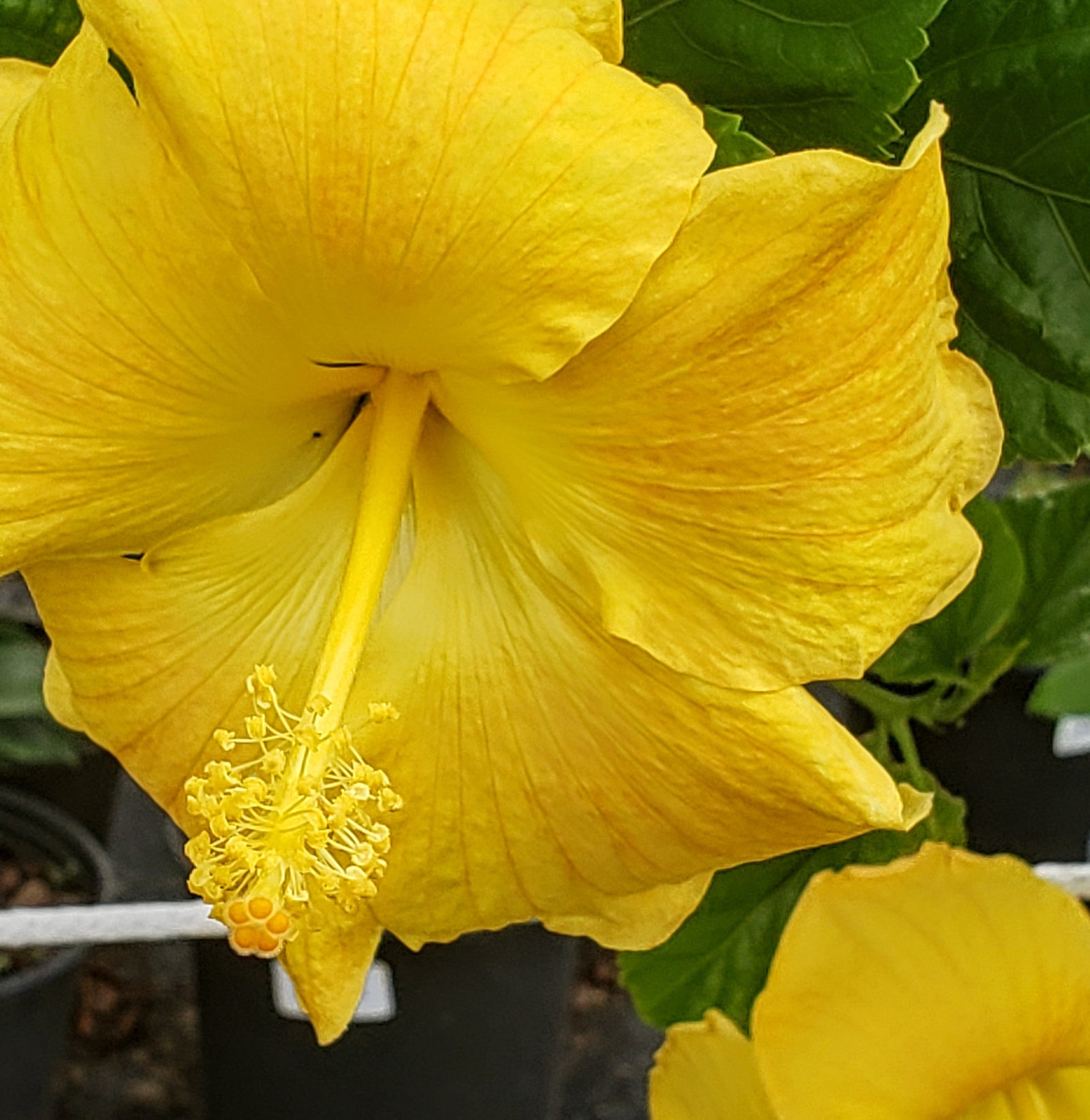 Annual Flowers and Seasonal Color