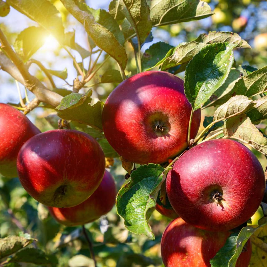 Shop All Apple Trees