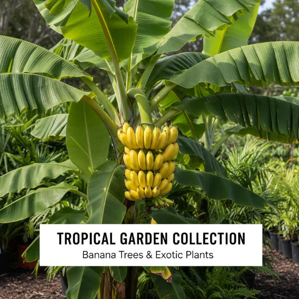 Banana Trees for North Florida