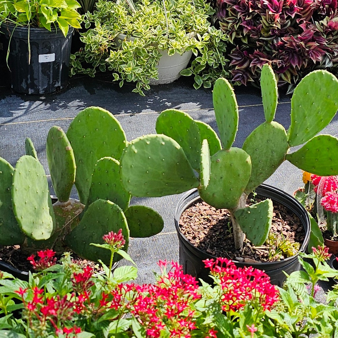 Drought Tolerant Plants