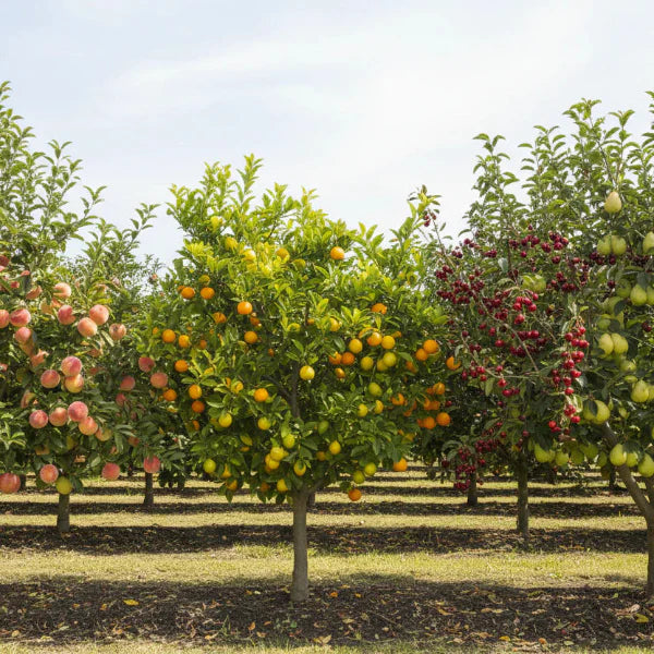 Fruit Trees for Sale | Premium Fruit Trees