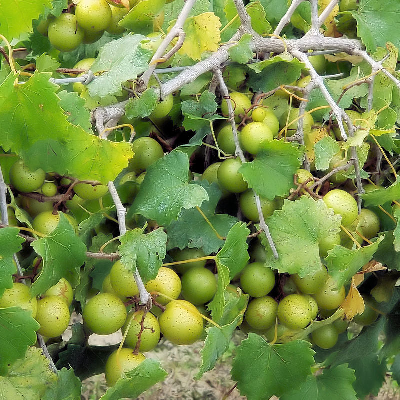 GRAPES