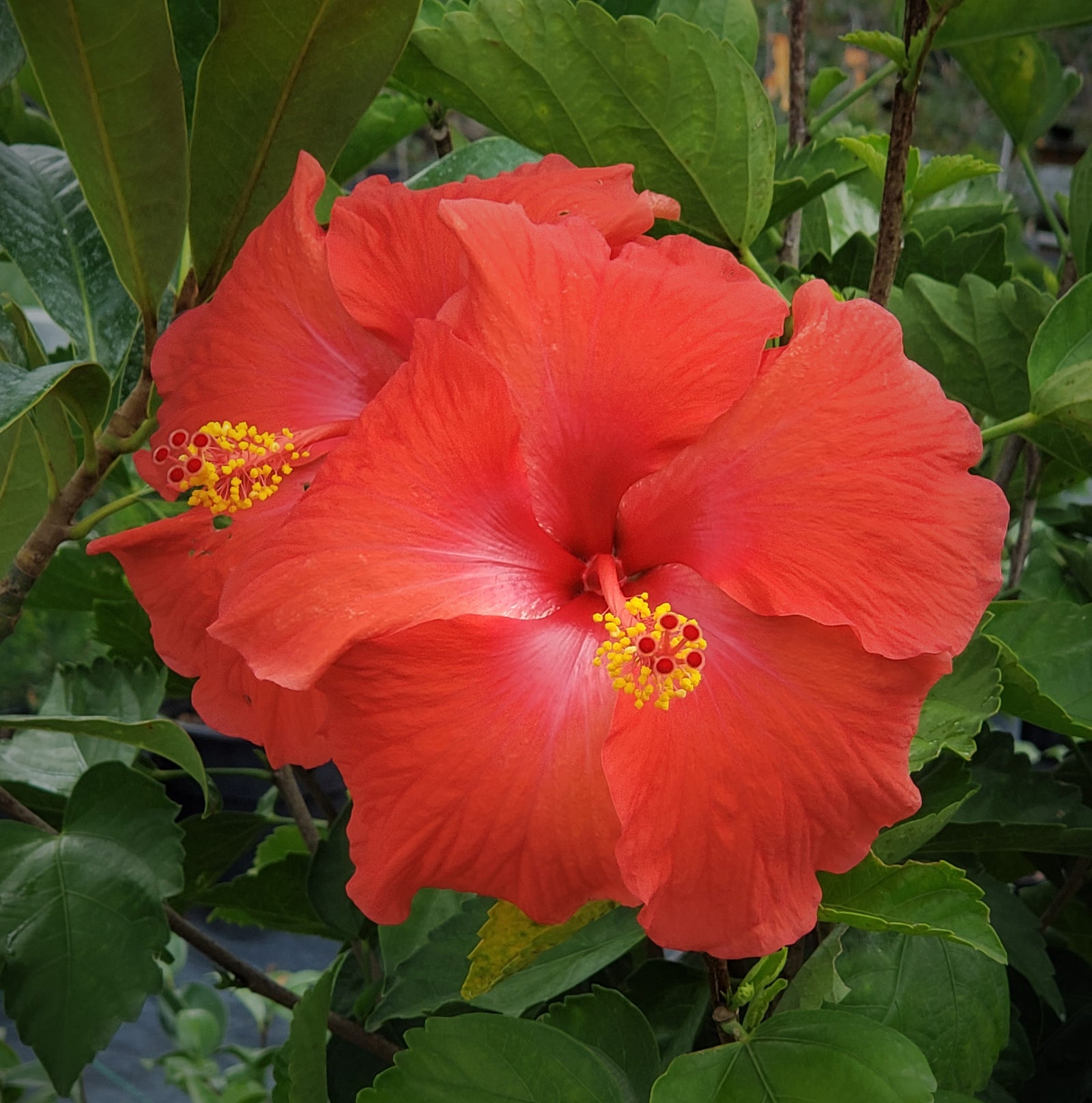 HIBISCUS