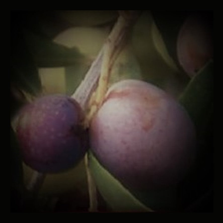 FRUIT TREES OLIVE