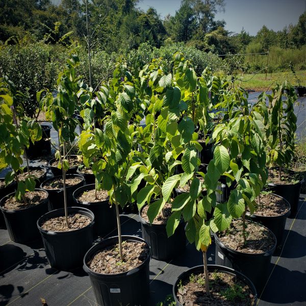 TREES THAT CAN HANDLE DRY FEET