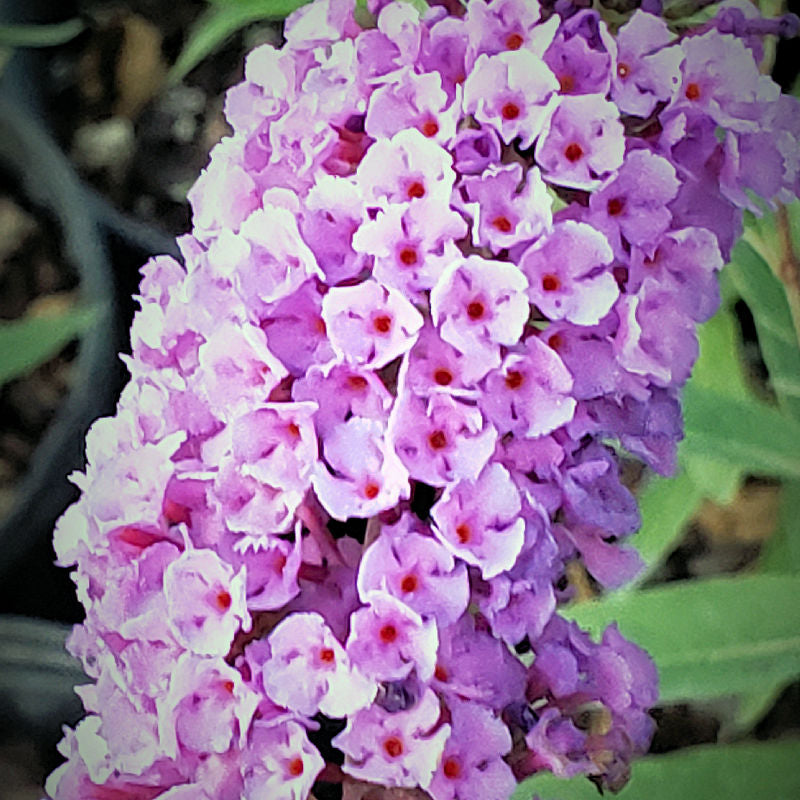 PLANTS BUTTERFLYS BEES and HUMMINGBIRDS LOVE