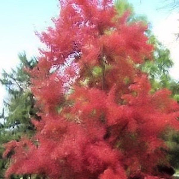 PLANTS THAT CAN HANDLE WET AREAS THAT ARE DRY PART OF THE TIME