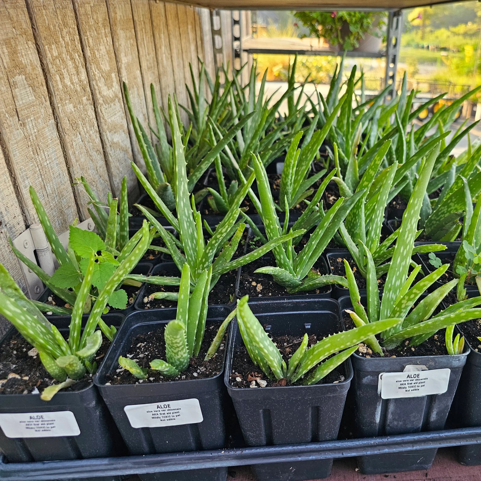 PLANTS WITH MEDICINAL QUALITIES