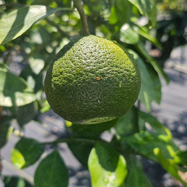 FRUIT TREES CITRUS