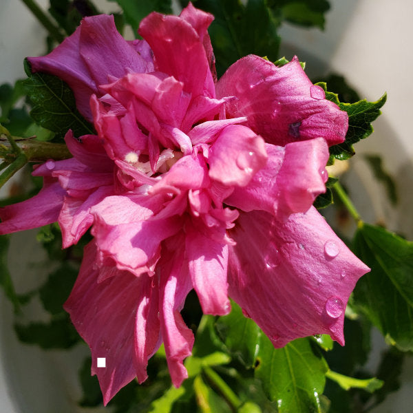 ALTHEA (ROSE OF SHARON)