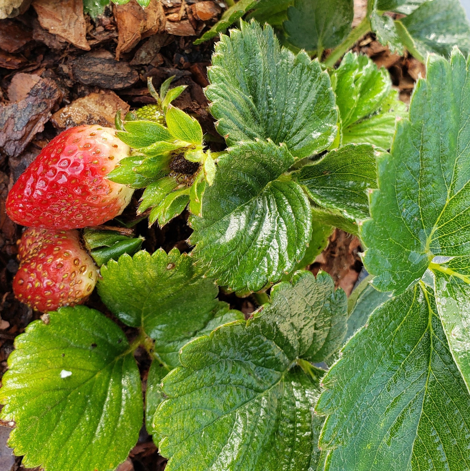 BERRY PLANTS STRAWBERRY