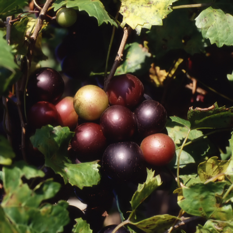 MUSCADINE and  SCUPPERNONG  GRAPES