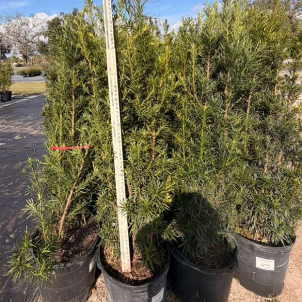 podocarpus macrophyllus kaufen Advanced Nursery Growers: Elevating Expertise in the Horticultural Sector