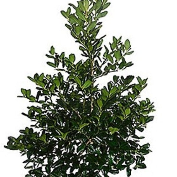 HOLLY NELLIE STEVENS