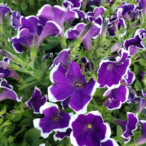PETUNIA ASSORTED